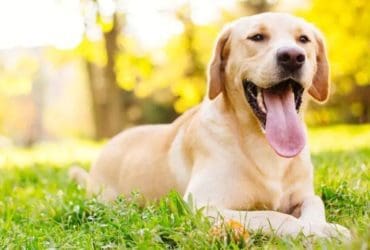 Comment bien hydrater son chien pendant l'été ?