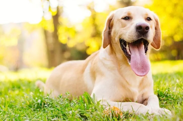 Comment bien hydrater son chien pendant l'été ?