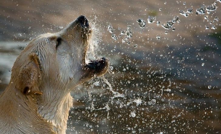 Chien en train de se rafraichir dans l'eau