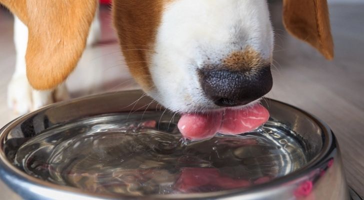Chien en train de boire
