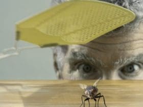 Astuces naturelles pour se débarrasser des mouches dans la maison
