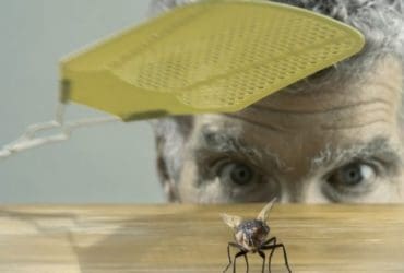 Astuces naturelles pour se débarrasser des mouches dans la maison