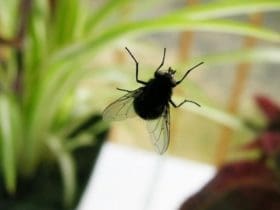 Comment nettoyer les traces de mouches sur les vitres ?