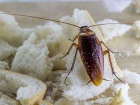 Comment se débarrasser des cafards dans la maison?