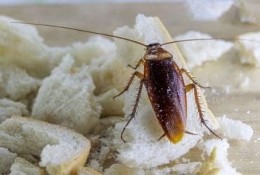 Comment se débarrasser des cafards dans la maison?