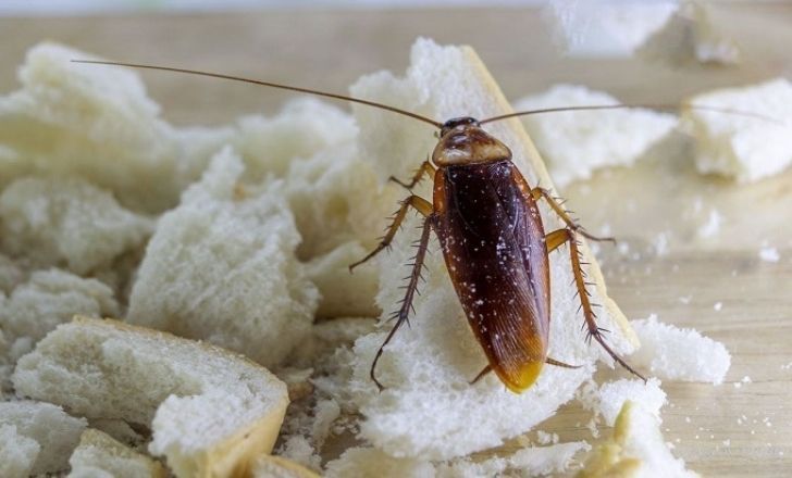 Comment se débarrasser des cafards dans la maison?