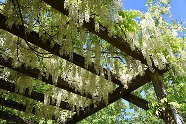 Une tonnelle couverte d’une plante grimpante