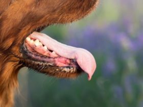 7 remèdes contre la mauvaise haleine du chien