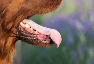 7 remèdes contre la mauvaise haleine du chien