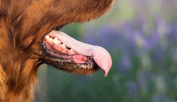 7 remèdes contre la mauvaise haleine du chien