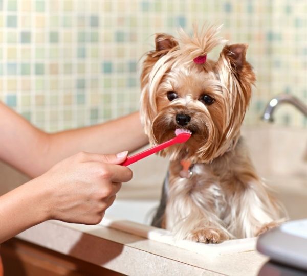 un chien se fait brosser les dents