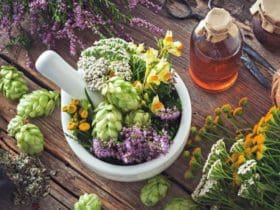 Les plantes médicinales à cultiver chez vous