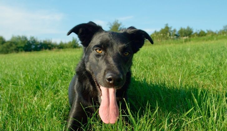 Mon chien sent mauvais. Que faire ?