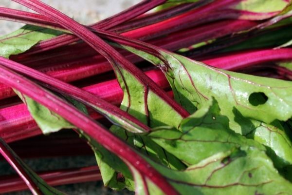 Tiges et feuilles de bettrave