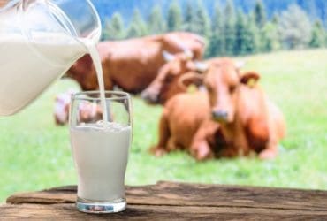 Les maladies liées à la consommation du lait