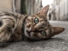 Les aliments à ne jamais donner à votre chat