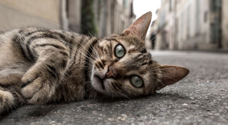 Les aliments à ne jamais donner à votre chat