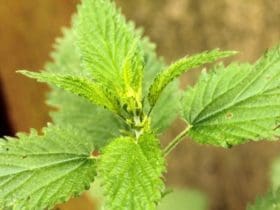 Pourquoi faut-il avoir des orties dans son jardin ?