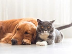 Renforcer le système immunitaire de votre chien et chat