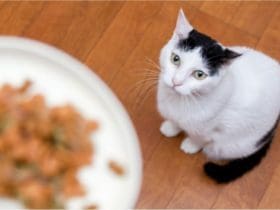 Comment bien nourrir son chat ? Nos conseils