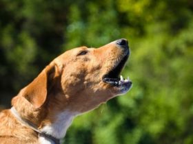 Comment faire taire un chien qui aboie sans cesse