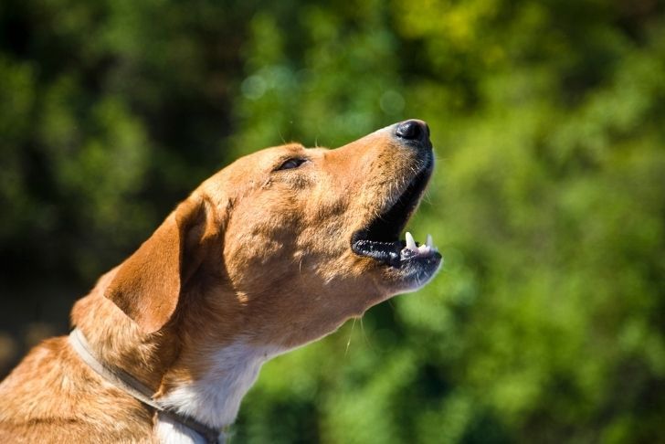 Comment faire taire un chien qui aboie sans cesse