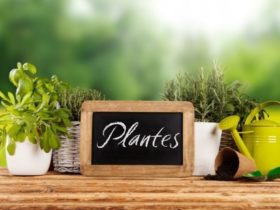 Cuisine : les plantes aromatiques à avoir à portée de main