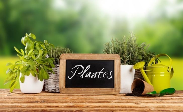 Cuisine : les plantes aromatiques à avoir à portée de main