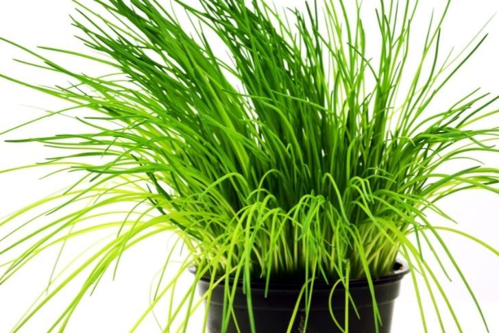 La ciboulette en pot