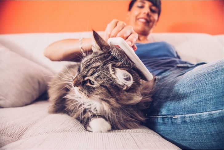 Comment retirer les poils de chat sur les vêtements et les canapés
