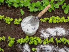 5 astuces pour utiliser la cendre de bois au jardin