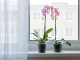 9 plantes qui absorbent l'humidité dans la maison