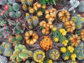 Comment faire fleurir un cactus ?