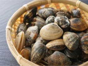 Comment nettoyer les palourdes ?