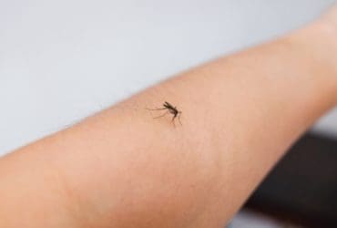 6 astuces pratiques pour se débarrasser des moustiques cet été