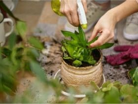 L'insecticide naturel que chaque jardinier devrait avoir