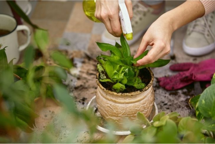 L'insecticide naturel que chaque jardinier devrait avoir