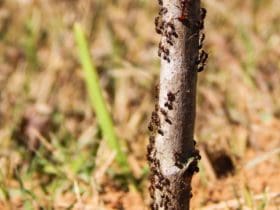 Comment éloigner les fourmis du potager ?