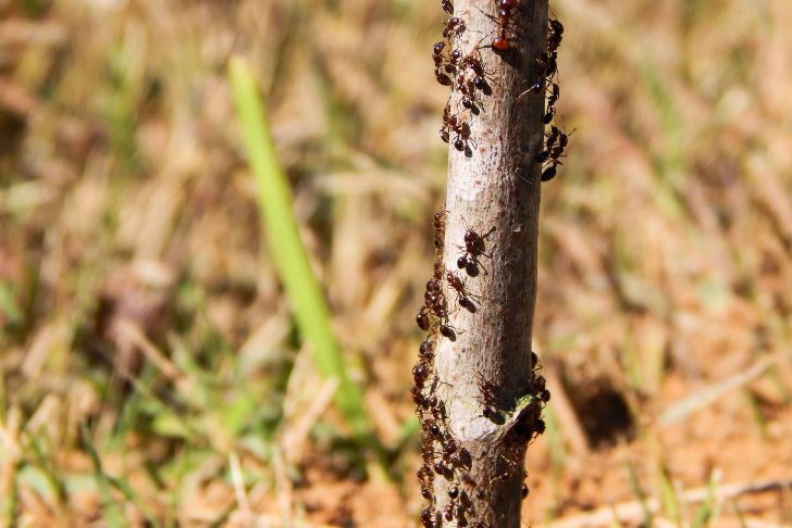 Comment éloigner les fourmis du potager ?