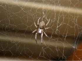 4 bonnes raisons d'arrêter de tuer les araignées