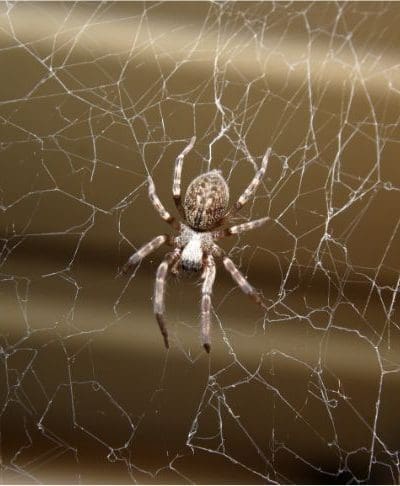 4 bonnes raisons d'arrêter de tuer les araignées