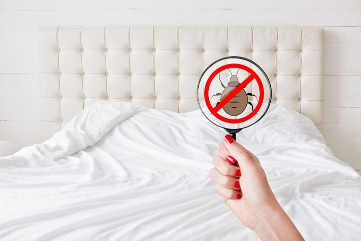 Comment traiter et reconnaître les punaises de lit ?