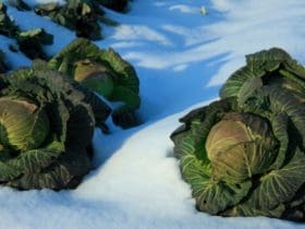 Comment protéger son potager du gel et du froid