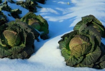Comment protéger son potager du gel et du froid