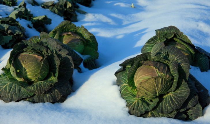 Comment protéger son potager du gel et du froid