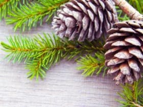 Comment ouvrir les pommes de pin ramassées