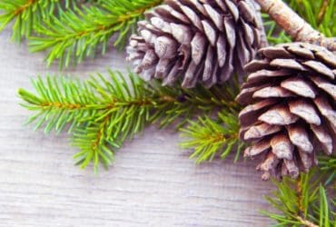 Comment ouvrir les pommes de pin ramassées