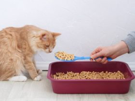 Comment apprendre à son chat à utiliser sa litière