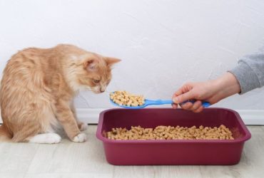 Comment apprendre à son chat à utiliser sa litière