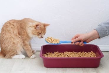 Comment apprendre à son chat à utiliser sa litière